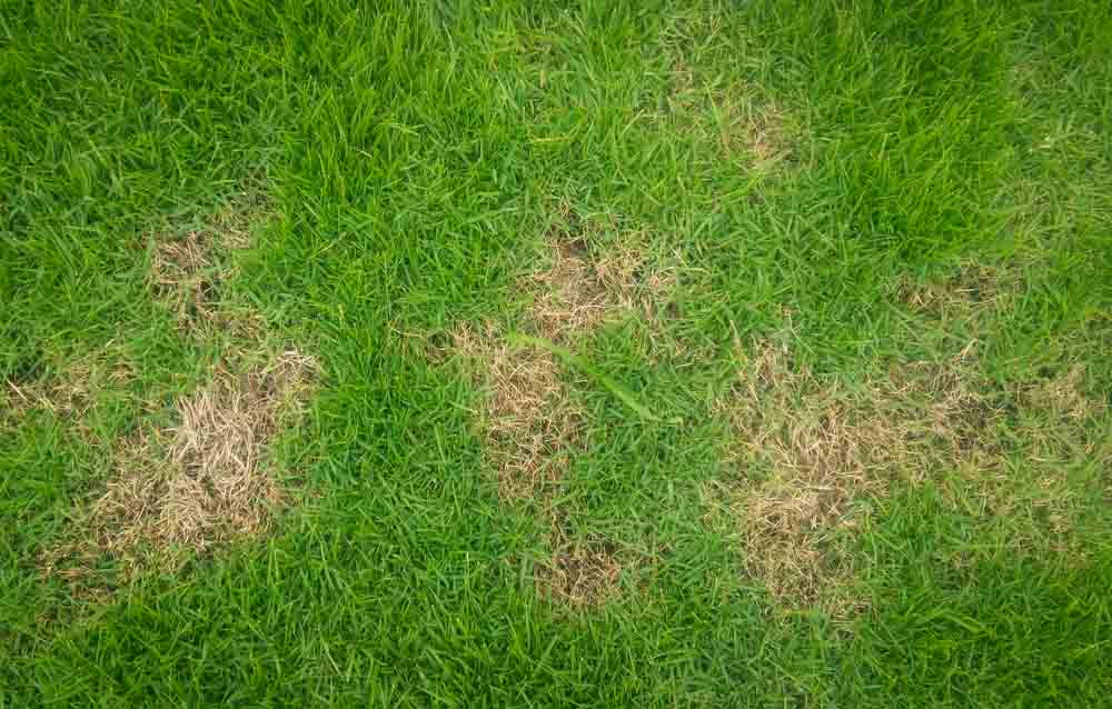 patch of grass on lawn Cedar Park, TX
